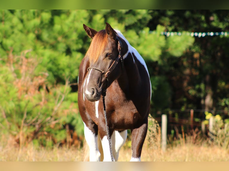 American Paint Horse Castrone 7 Anni 155 cm Tobiano-tutti i colori in Canton TX