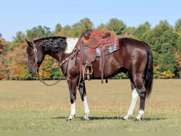 American Paint Horse Castrone 7 Anni 157 cm in Clarion, PA