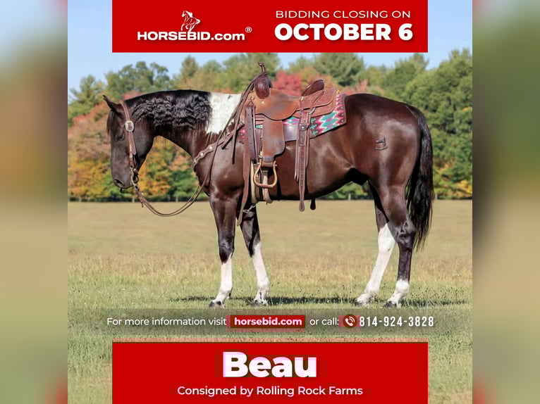 American Paint Horse Castrone 7 Anni 157 cm in Clarion, PA