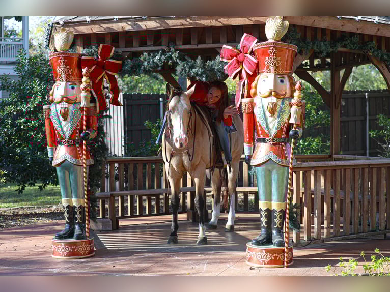 American Paint Horse Castrone 7 Anni 157 cm Pelle di daino in Forney