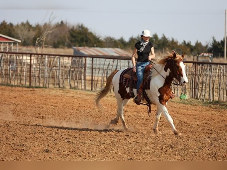 American Paint Horse Castrone 7 Anni 157 cm Pezzato in Ripley