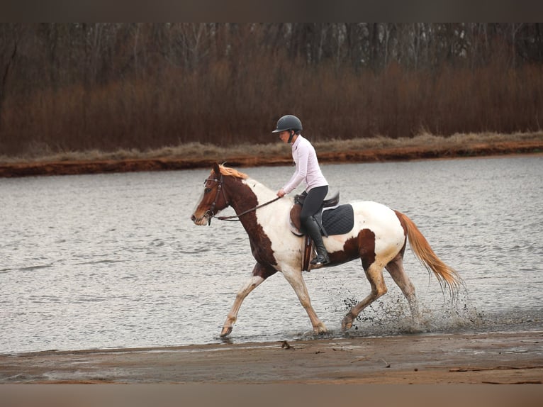 American Paint Horse Castrone 7 Anni 157 cm Pezzato in Ripley
