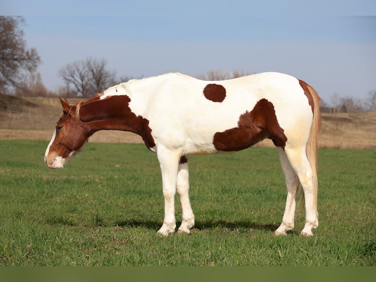 American Paint Horse Castrone 7 Anni 157 cm Pezzato in Ripley