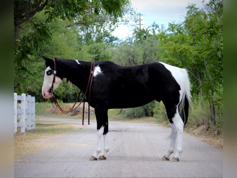 American Paint Horse Castrone 7 Anni 157 cm Tobiano-tutti i colori in Camp Verde AZ