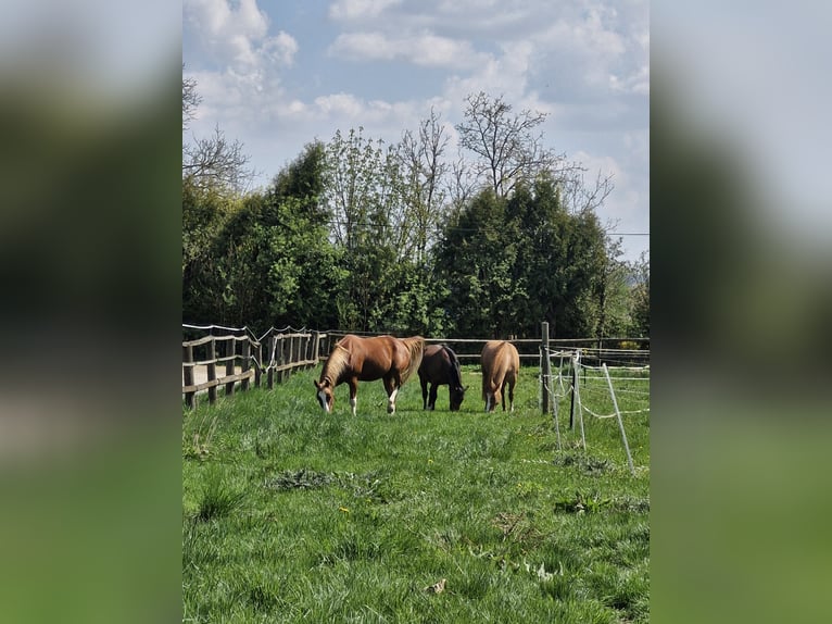 American Paint Horse Castrone 7 Anni 158 cm Sauro in Landshut