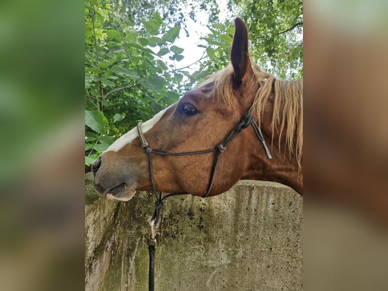 American Paint Horse Castrone 7 Anni 158 cm Sauro in Landshut