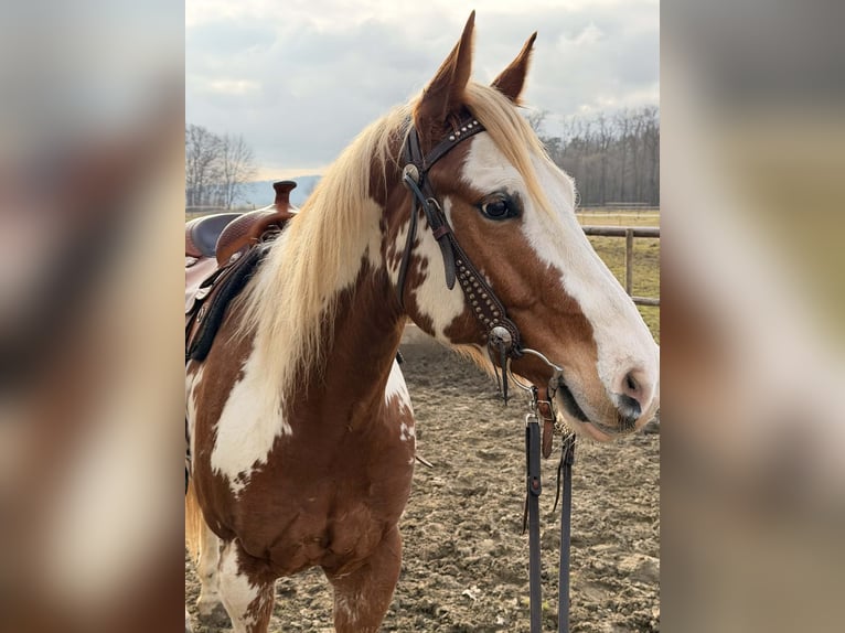 American Paint Horse Castrone 7 Anni 158 cm Sauro ciliegia in Maribir