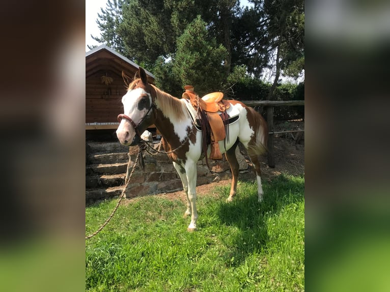 American Paint Horse Castrone 7 Anni 160 cm Overo-tutti i colori in Glashütte