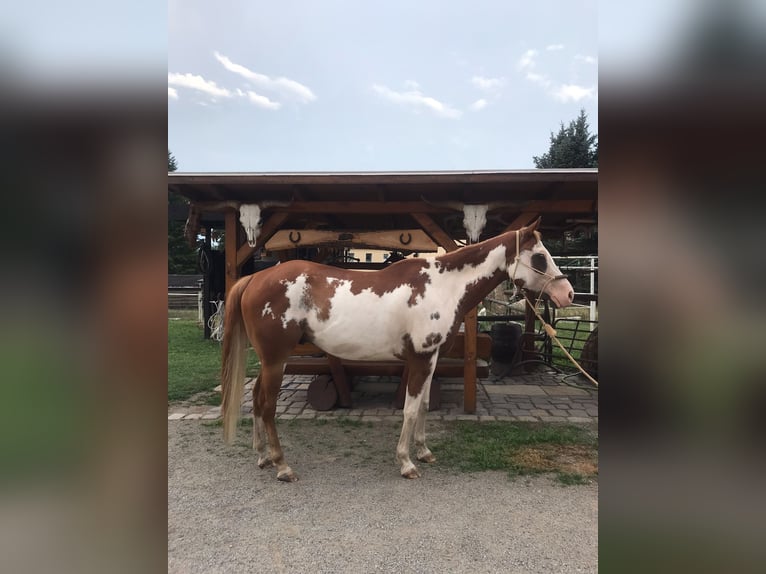 American Paint Horse Castrone 7 Anni 160 cm Overo-tutti i colori in Glashütte