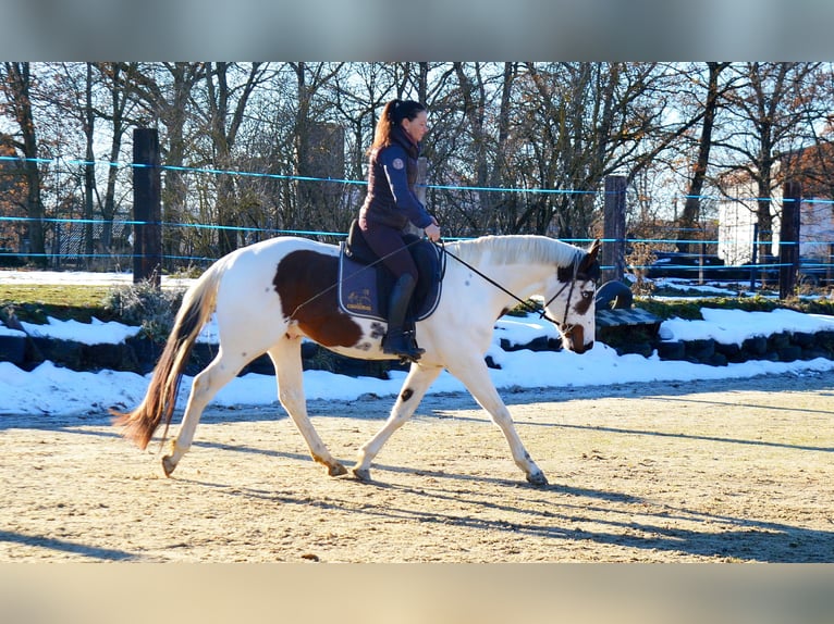 American Paint Horse Castrone 7 Anni 162 cm Tovero-tutti i colori in Strmilov