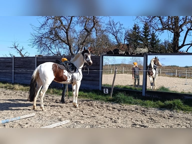 American Paint Horse Castrone 7 Anni 162 cm Tovero-tutti i colori in Strmilov