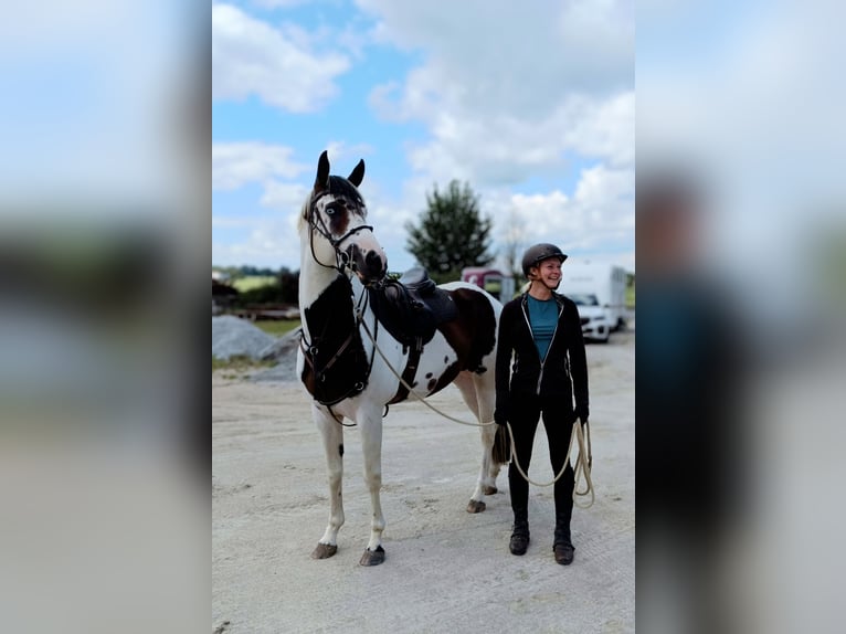 American Paint Horse Castrone 7 Anni 162 cm Tovero-tutti i colori in Strmilov