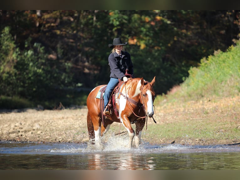 American Paint Horse Castrone 7 Anni 168 cm Pezzato in Morriston