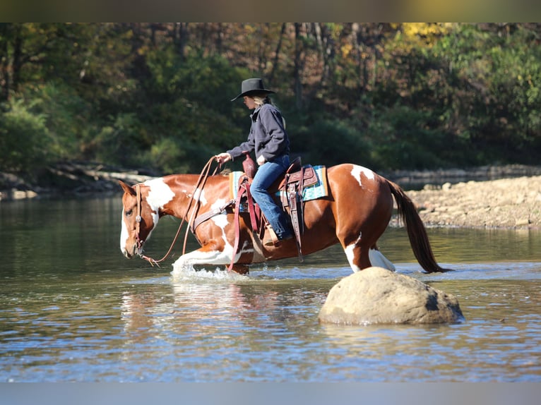 American Paint Horse Castrone 7 Anni 168 cm Pezzato in Morriston