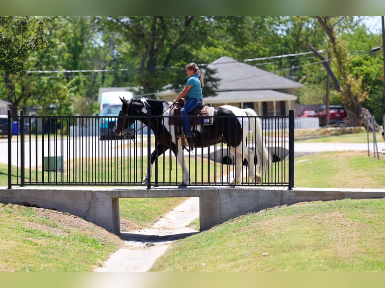American Paint Horse Mix Castrone 7 Anni Pezzato in Terrell