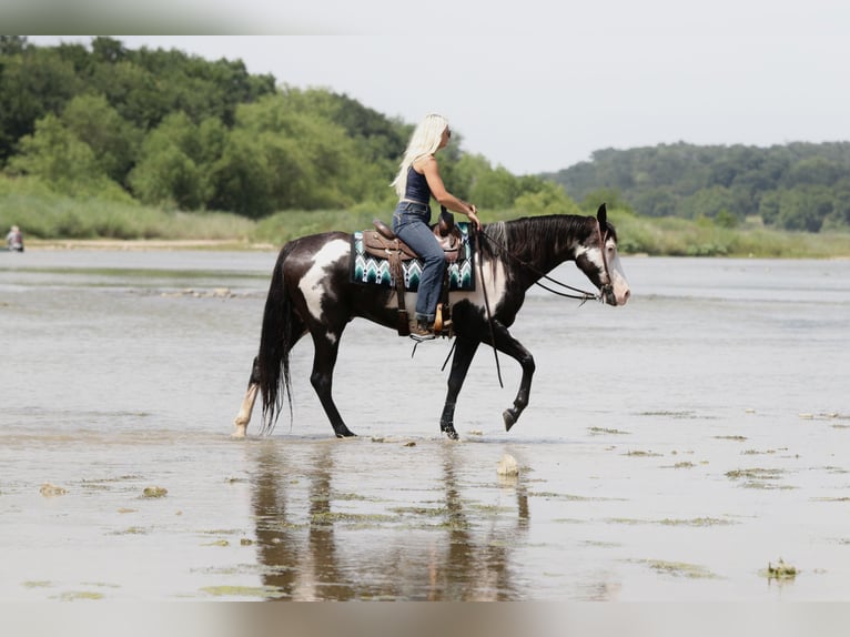 American Paint Horse Castrone 7 Anni Pezzato in Mineral Wells