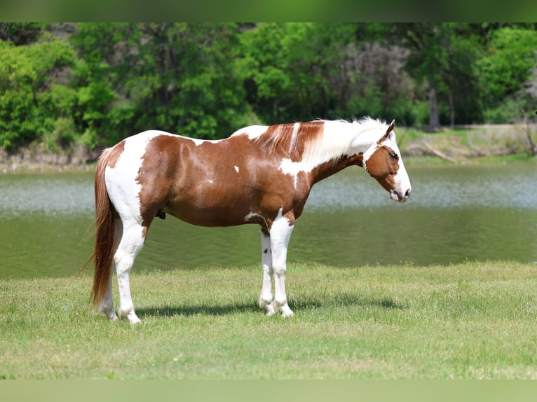 American Paint Horse Castrone 7 Anni Sauro ciliegia in Terrell