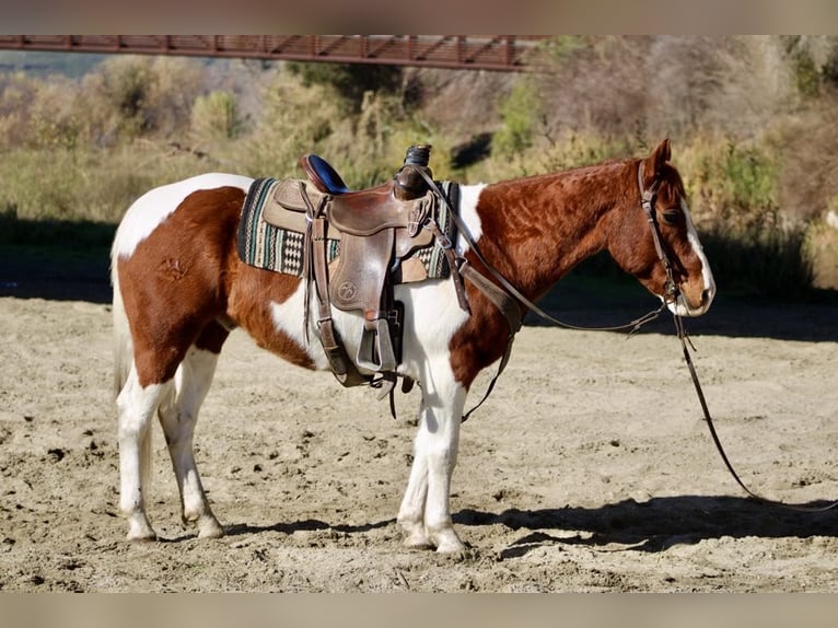 American Paint Horse Castrone 7 Anni Sauro scuro in PAICINES, CA