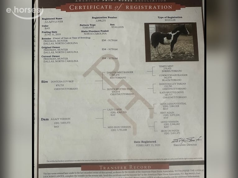 American Paint Horse Castrone 7 Anni Tobiano-tutti i colori in Forney