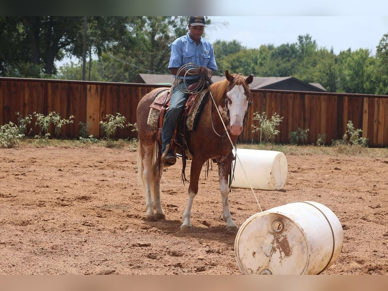 American Paint Horse Castrone 8 Anni 142 cm in Mount Vernon, TX