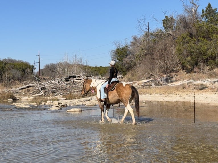 American Paint Horse Castrone 8 Anni 147 cm Pezzato in Cleburne