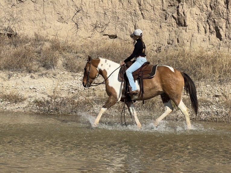 American Paint Horse Castrone 8 Anni 147 cm Pezzato in Cleburne