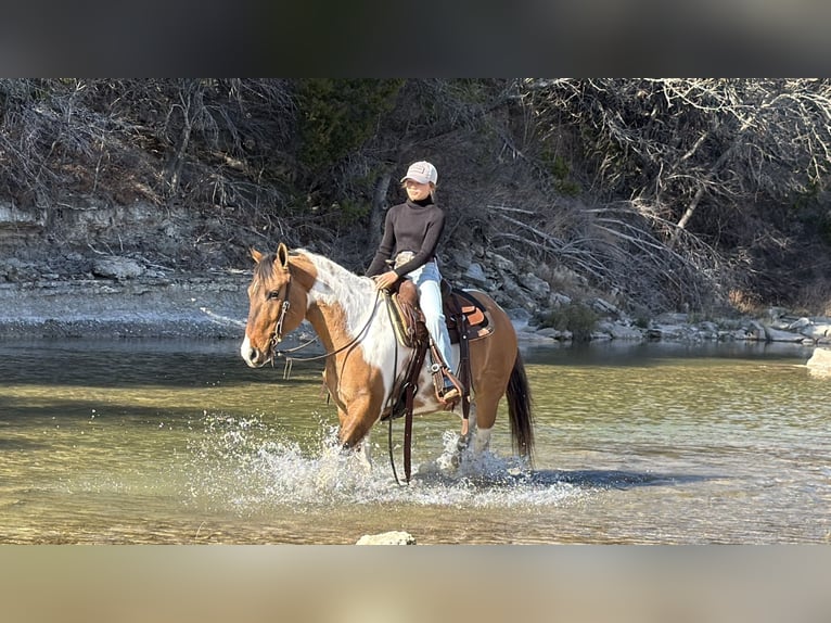 American Paint Horse Castrone 8 Anni 147 cm Pezzato in Cleburne