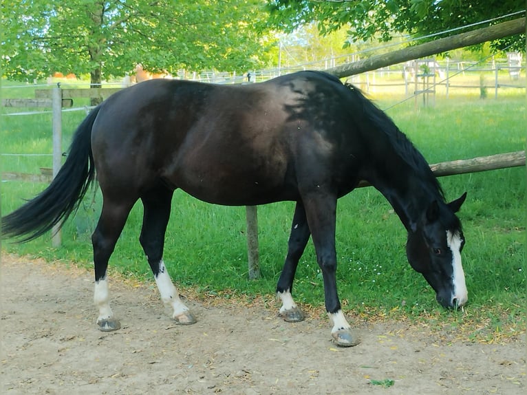 American Paint Horse Castrone 8 Anni 148 cm Morello in Klein Harras