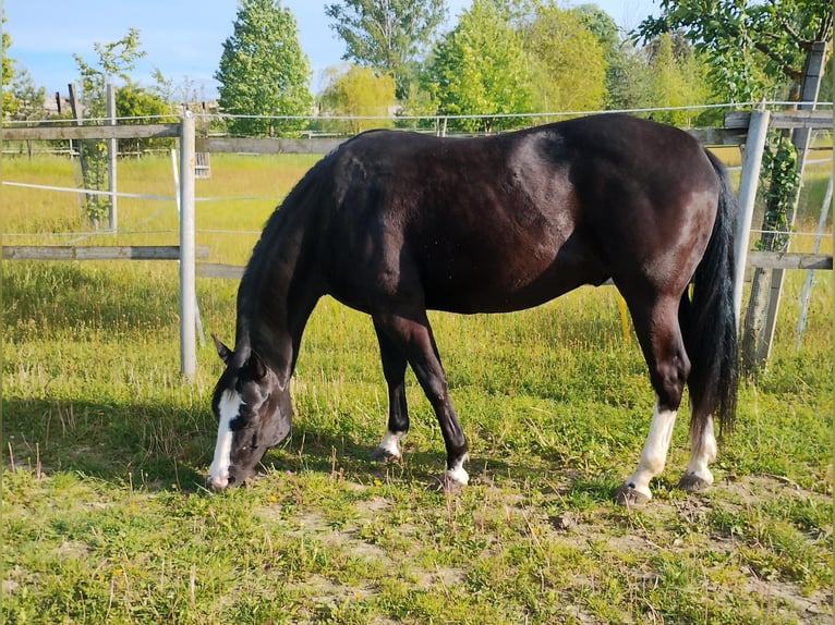 American Paint Horse Castrone 8 Anni 148 cm Morello in Klein Harras