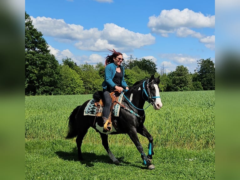 American Paint Horse Castrone 8 Anni 150 cm Overo-tutti i colori in Linkenbach