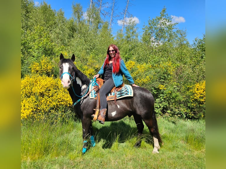 American Paint Horse Castrone 8 Anni 150 cm Overo-tutti i colori in Linkenbach