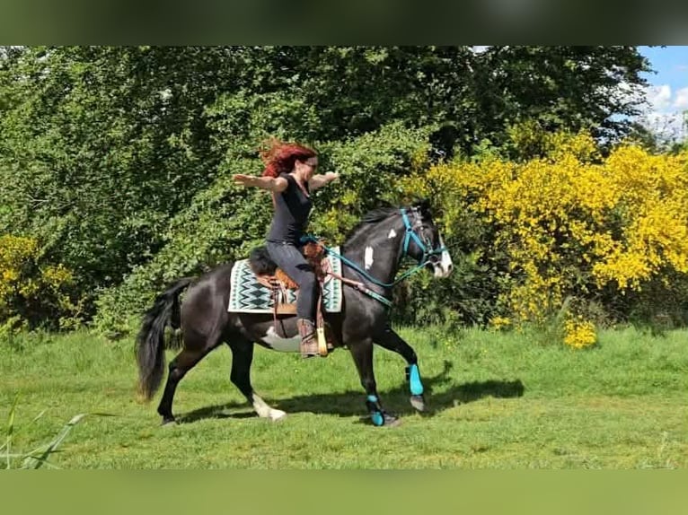 American Paint Horse Castrone 8 Anni 150 cm Overo-tutti i colori in Linkenbach