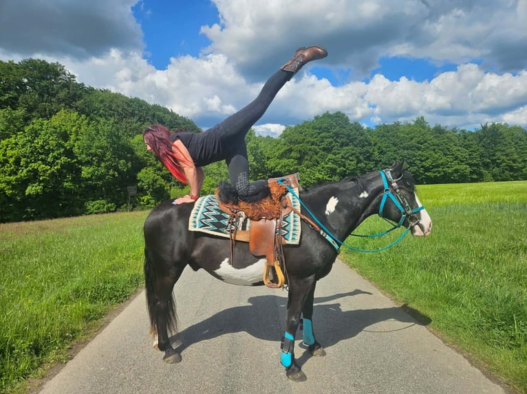 American Paint Horse Castrone 8 Anni 150 cm Overo-tutti i colori in Linkenbach