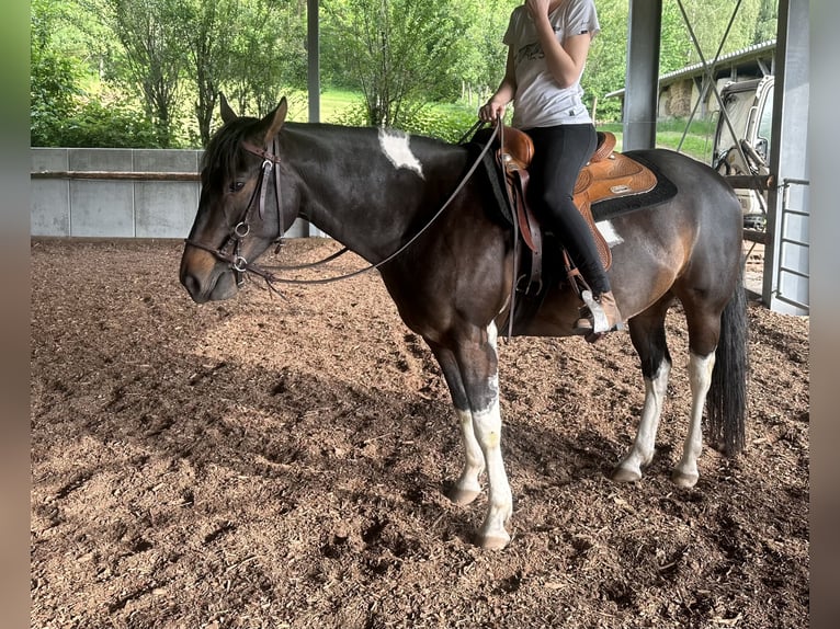 American Paint Horse Castrone 8 Anni 150 cm Pezzato in Ramstein-Miesenbach