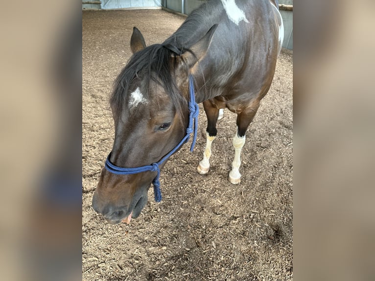 American Paint Horse Castrone 8 Anni 150 cm Pezzato in Ramstein-Miesenbach