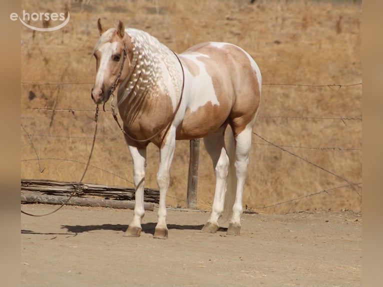 American Paint Horse Castrone 8 Anni 152 cm Palomino in Tres Pinos