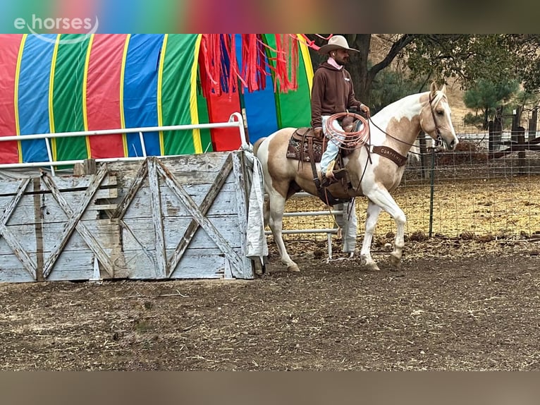 American Paint Horse Castrone 8 Anni 152 cm Palomino in Tres Pinos