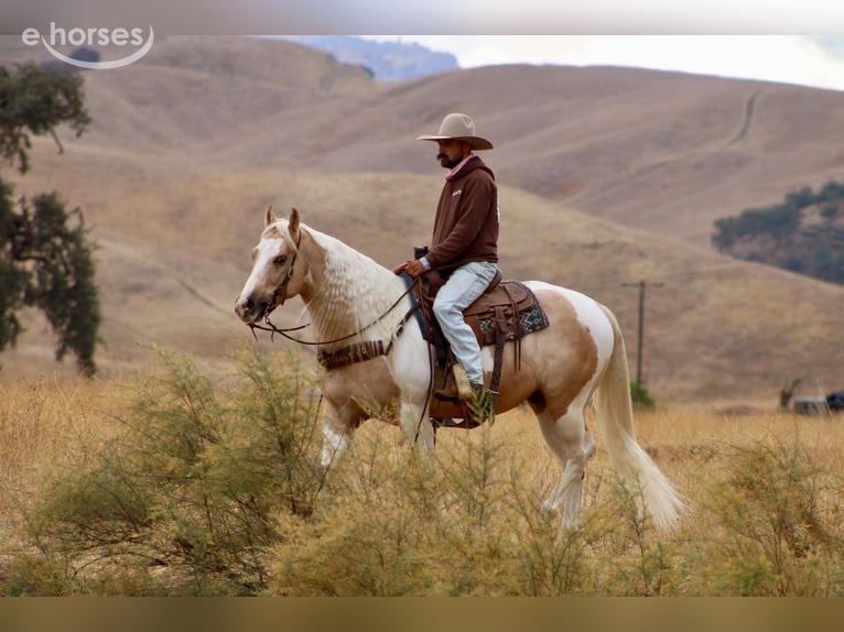 American Paint Horse Castrone 8 Anni 152 cm Palomino in Tres Pinos