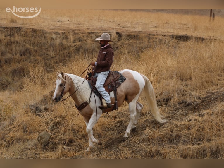 American Paint Horse Castrone 8 Anni 152 cm Palomino in Tres Pinos