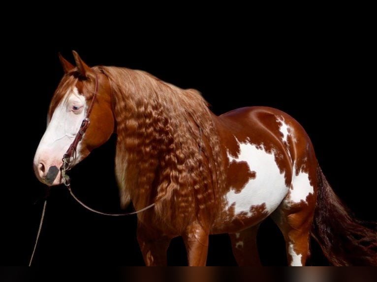 American Paint Horse Castrone 8 Anni 155 cm Overo-tutti i colori in Paicines CA