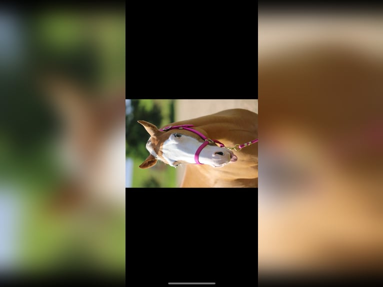 American Paint Horse Castrone 8 Anni 155 cm Palomino in Sinsheim