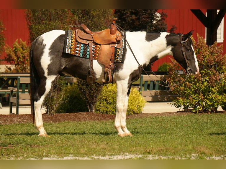 American Paint Horse Castrone 8 Anni 155 cm Pezzato in Fresno