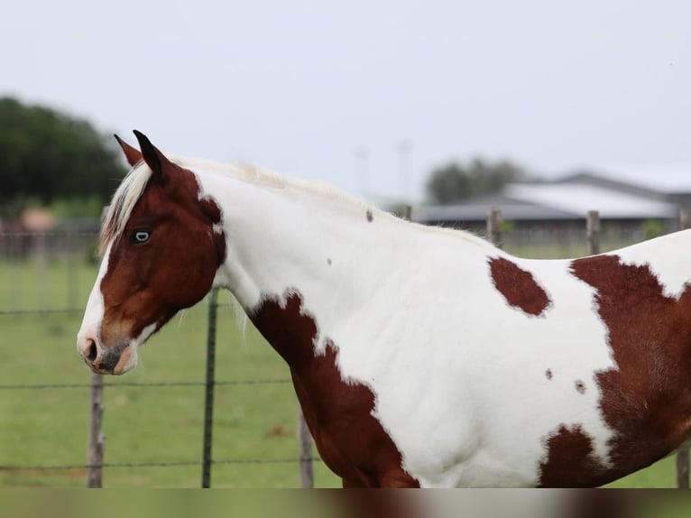 American Paint Horse Castrone 8 Anni 155 cm Tobiano-tutti i colori in Lipan TX