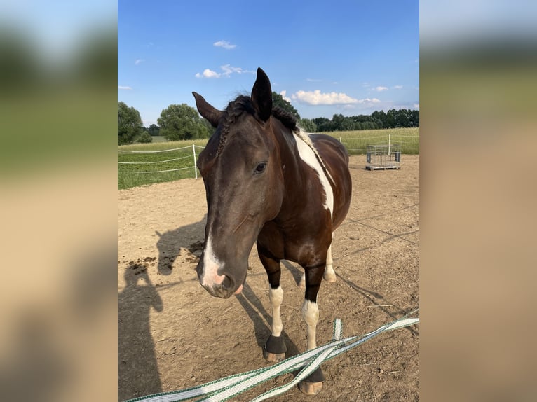 American Paint Horse Castrone 8 Anni 156 cm Tobiano-tutti i colori in Zockau