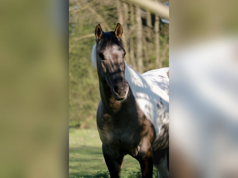 American Paint Horse Castrone 8 Anni 157 cm Grullo in Jesteburg