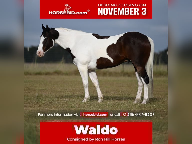 American Paint Horse Castrone 8 Anni 157 cm in Mount Vernon, TX