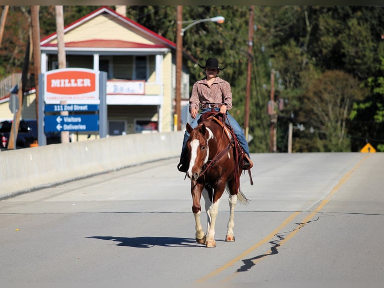 American Paint Horse Castrone 8 Anni 160 cm Pezzato in Clarion