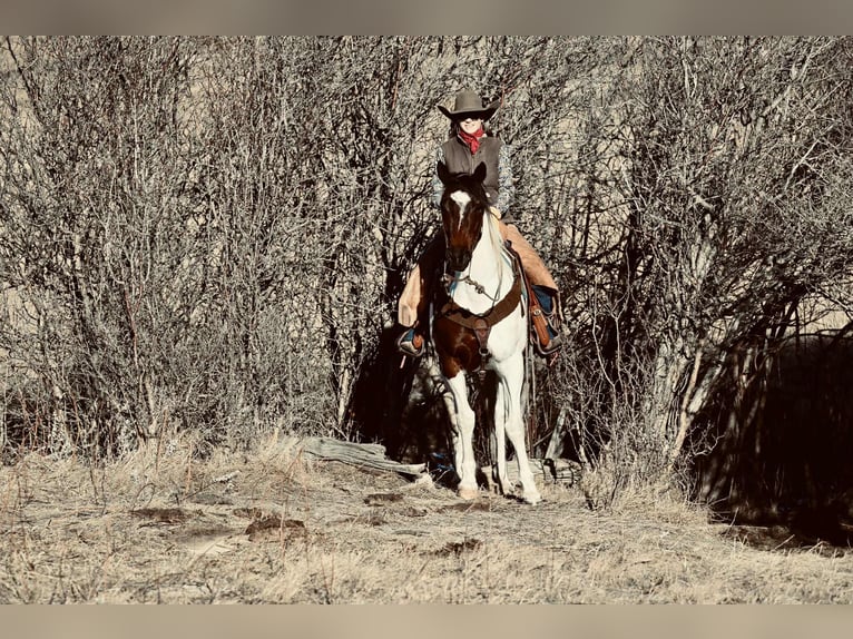 American Paint Horse Castrone 8 Anni 160 cm Pezzato in Georgetown