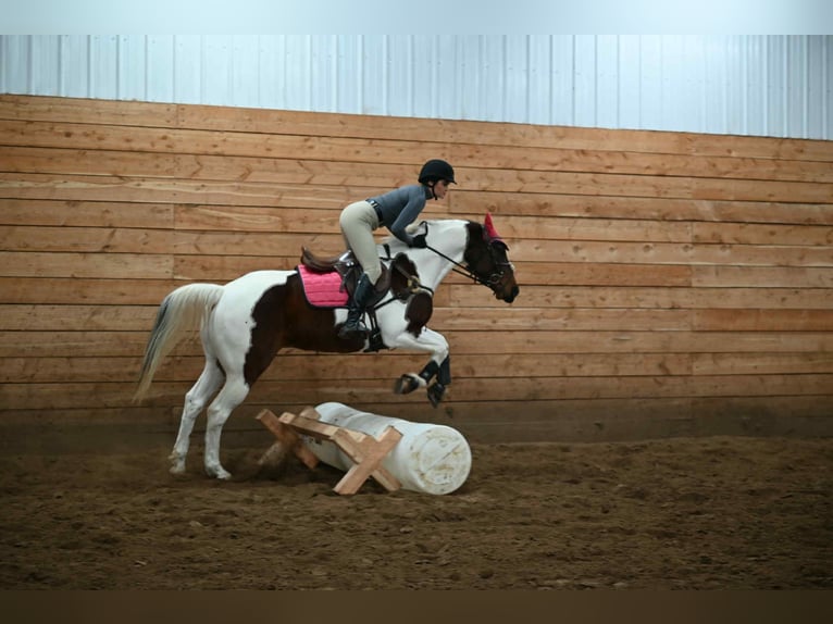 American Paint Horse Castrone 8 Anni 160 cm Pezzato in Georgetown