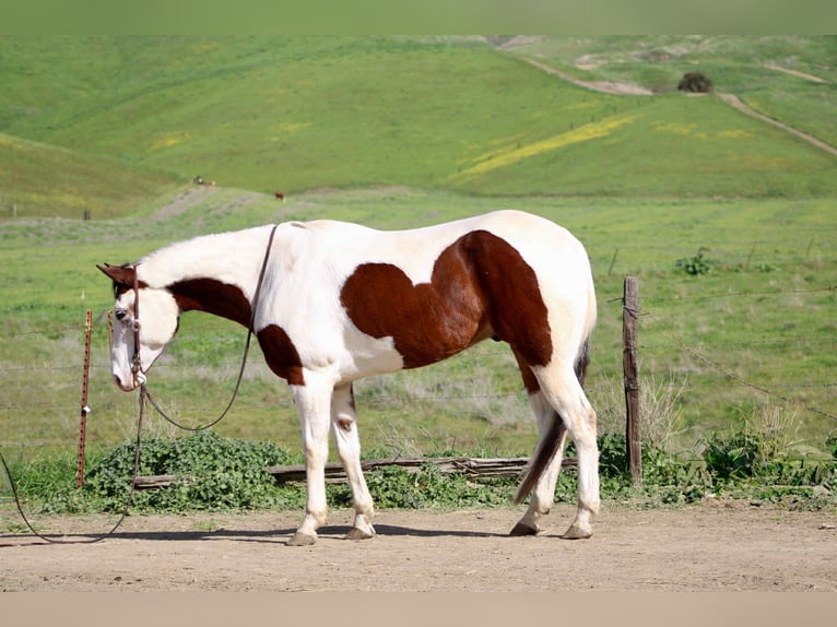 American Paint Horse Castrone 8 Anni 163 cm Tobiano-tutti i colori in King City